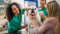 Why Your Pet Needs to See a Veterinarian