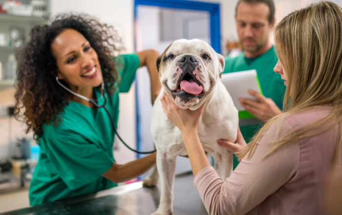 Why Your Pet Needs to See a Veterinarian